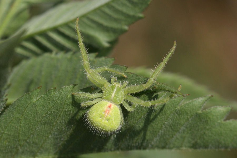 Thomisidae: Heriaeus sp. - Castelmaggiore (BO)